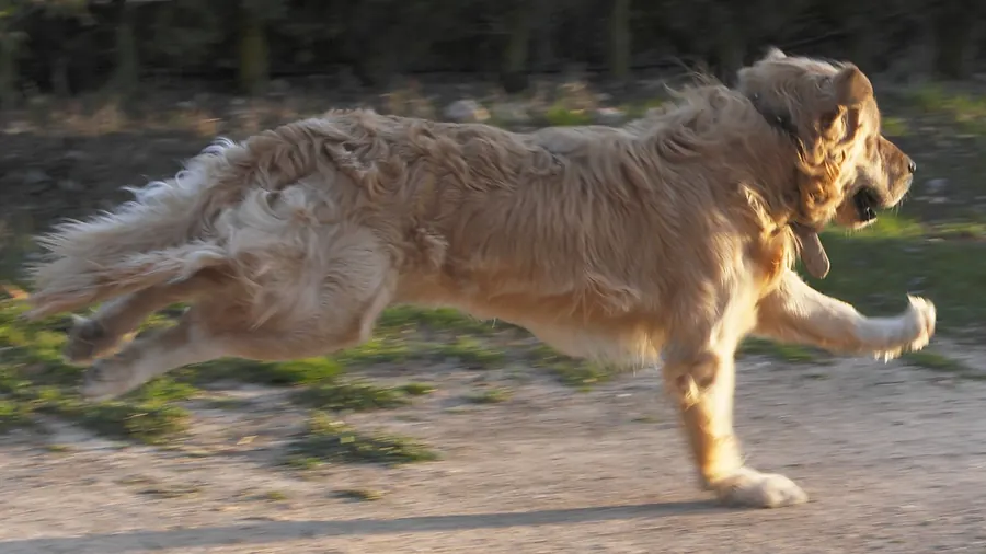 Un perro de pelo largo y dorado corre a toda velocidad por un camino de tierra