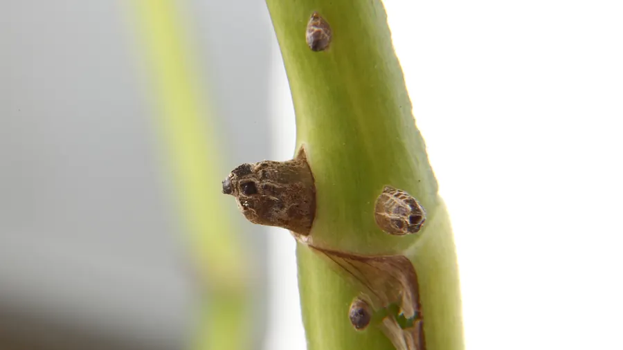 Primer plano del tallo verde de una planta con pequeños bultos marrones
