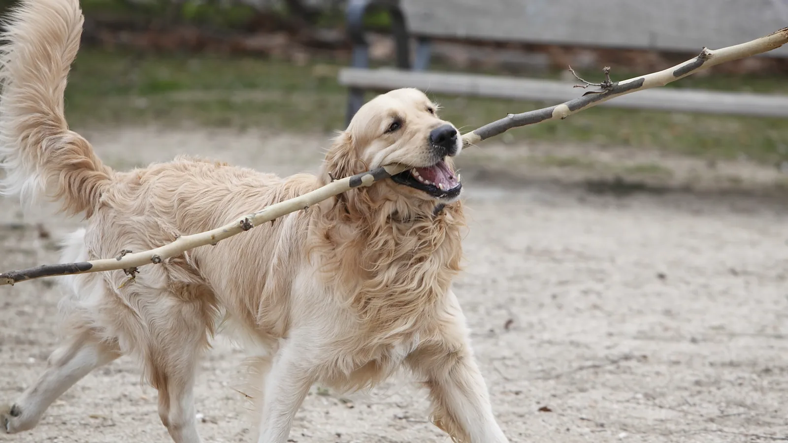 Un perro de pelo dorado corre con un palo muy largo en la boca