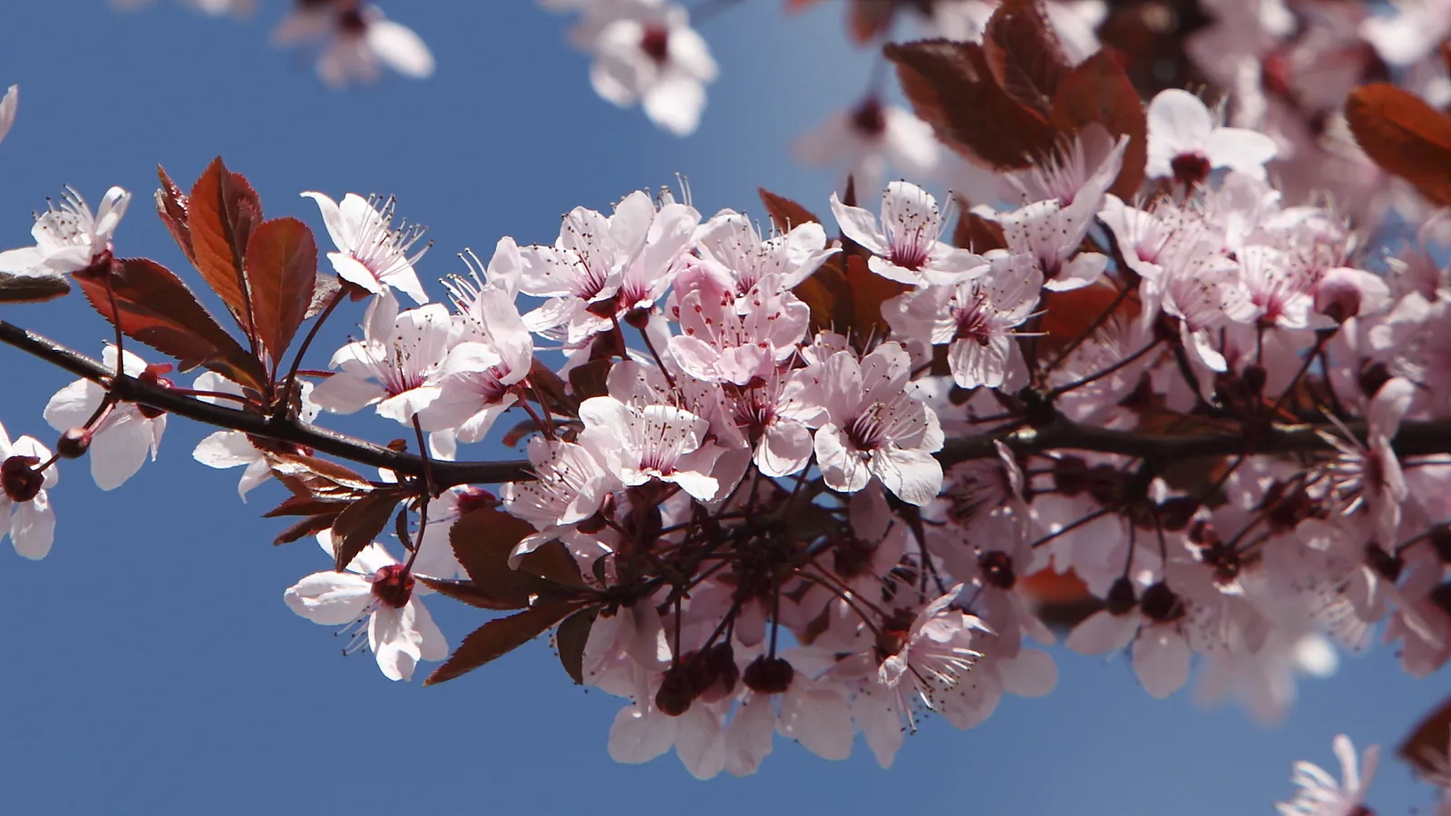 Prunos en flor en un parque de Madrid en primavera